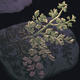 Image for article titled Forget the Woolly Mammoth—Let’s Resurrect Some Extinct Plants